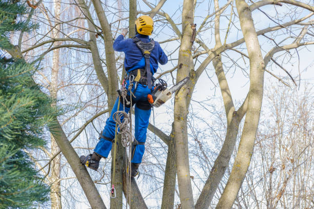 How Our Tree Care Process Works  in  Dumas, AR